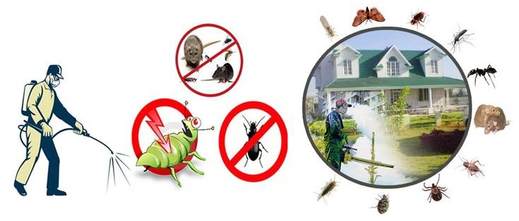 Pest Control Services in Lahore | Termite Treatment