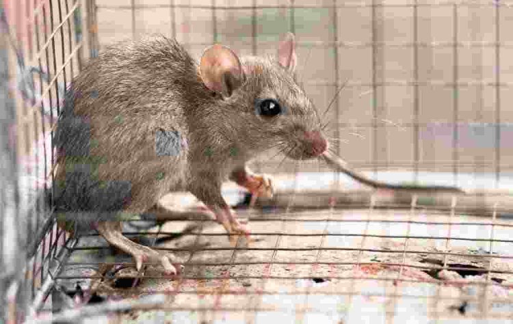 DIY vs. Professional Rat Removal: Which Is More Effective?