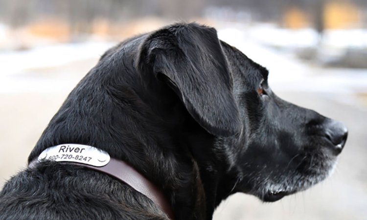 Why Choose Custom Leather Dog Collars? Benefits & Style Guide