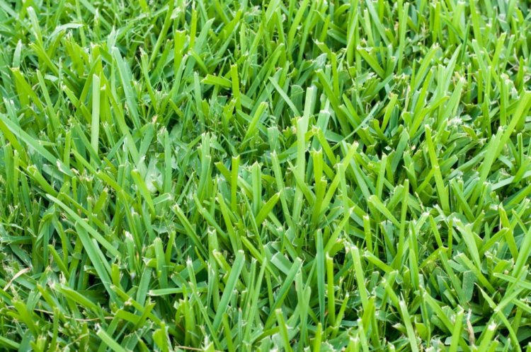 What Are the Benefits of Installing New St. Augustine Grass in Los Angeles?