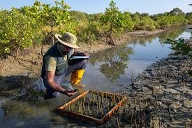 Mangroves Matter: Why These Coastal Forests Are Crucial for Our Future