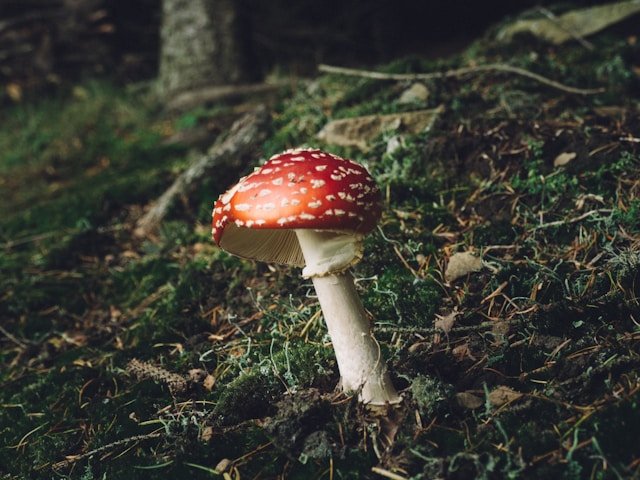 Medicinal Mushrooms: The Essential Guide